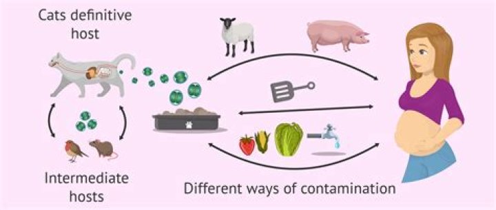 What is the method of transmission for toxoplasmosis?