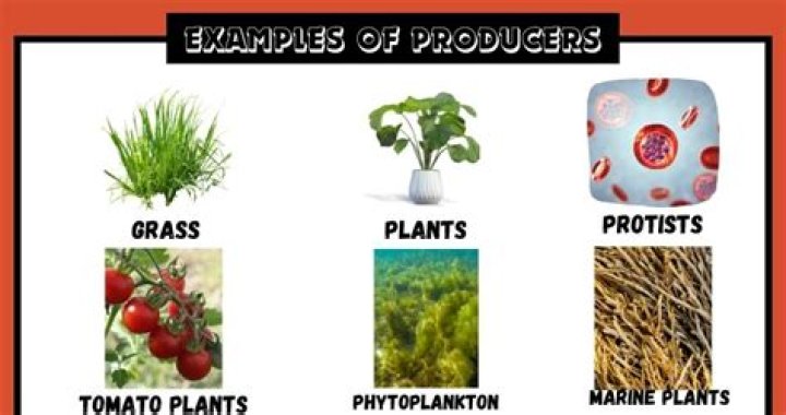 What is the most common example of a producer?