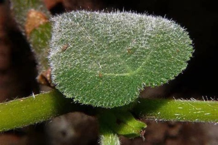 What is the most painful stinging plant?