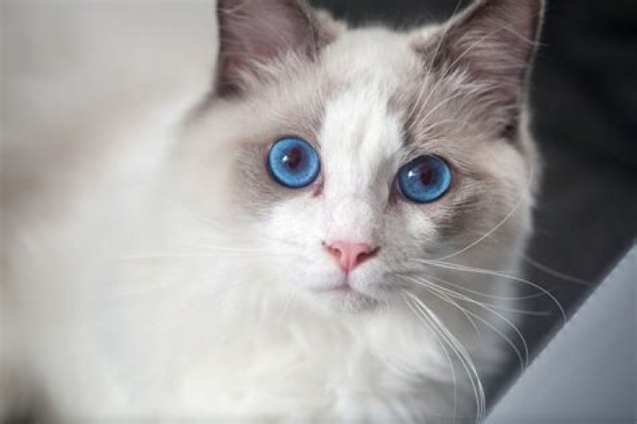 What is the most placid cat breed?