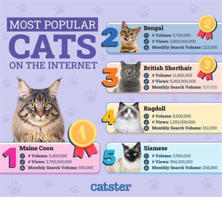 What is the most popular cat video?