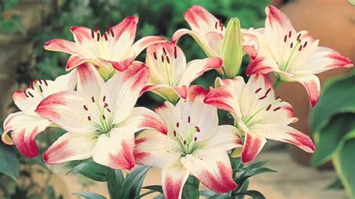 What is the most popular garden flower?