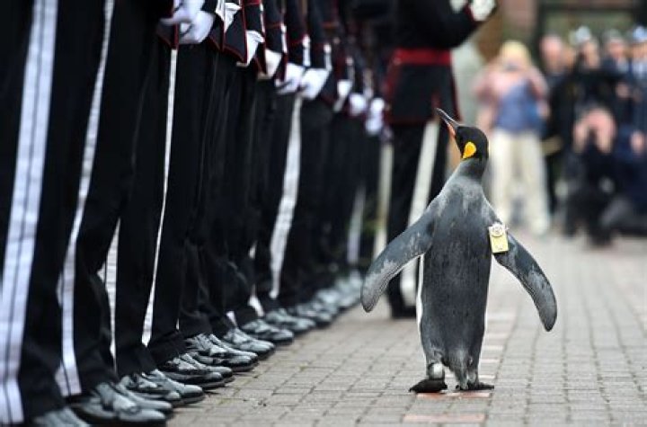 What is the name of the knighted penguin?