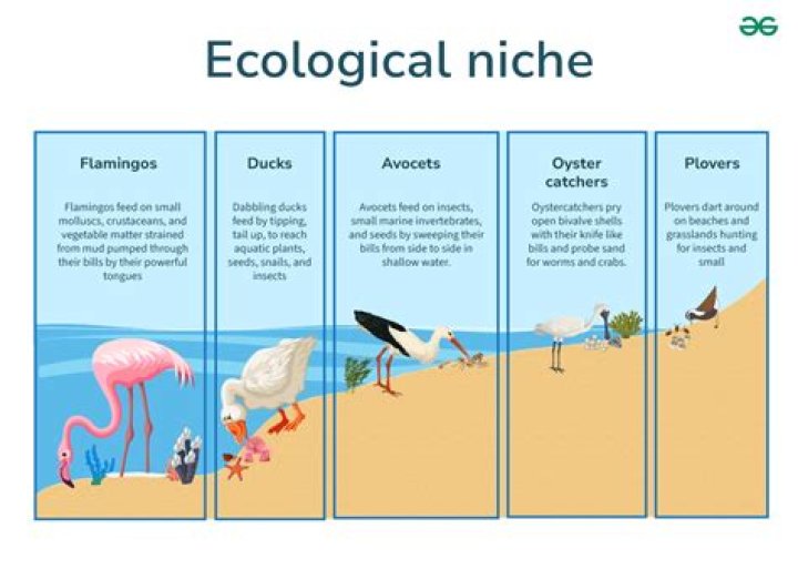 What is the niche of a monkey?