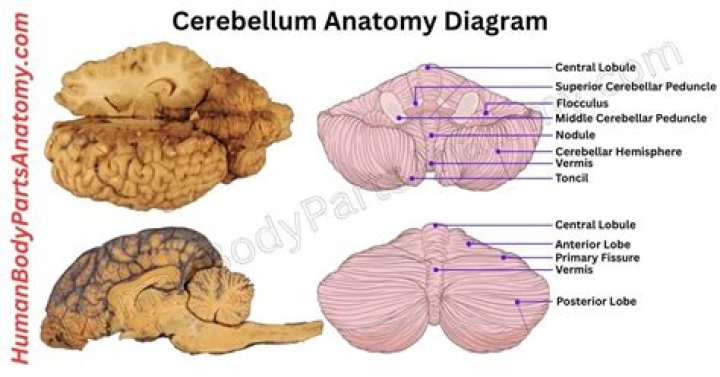 What is the Nodulus of the cerebellum?