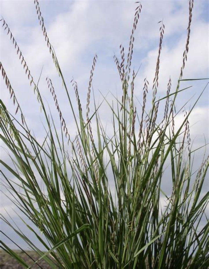 What is the official grass of Texas?