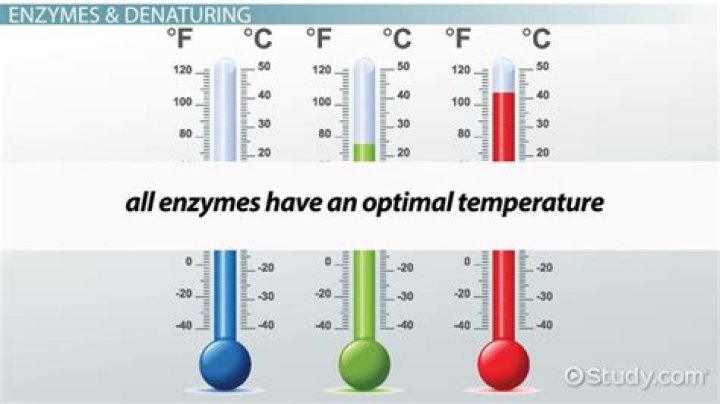 What is the optimum temperature for enzymes in plants?