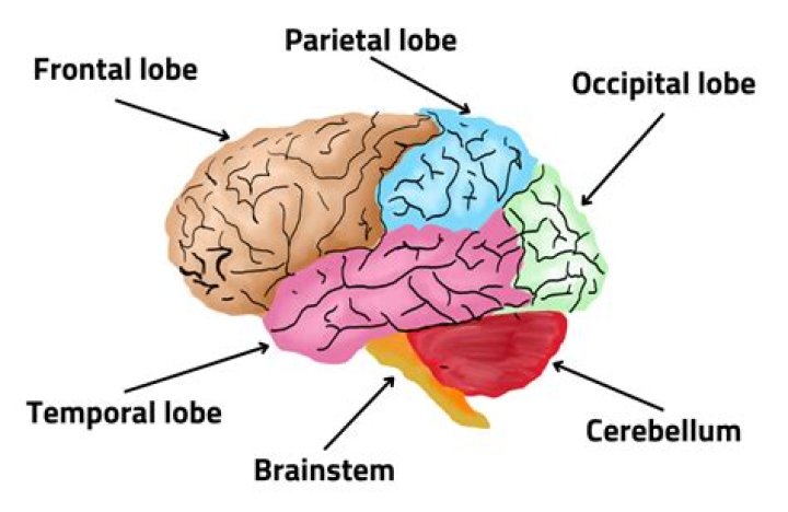 What is the other 40% of the brain?