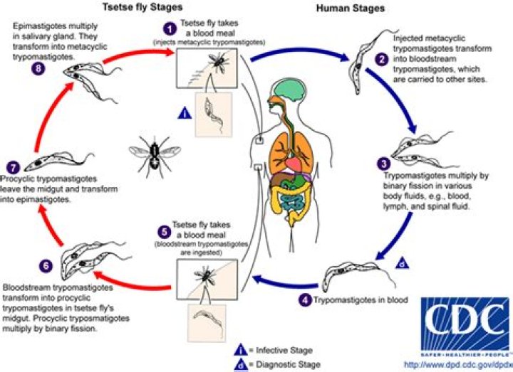 What is the pathophysiology of African trypanosomiasis?