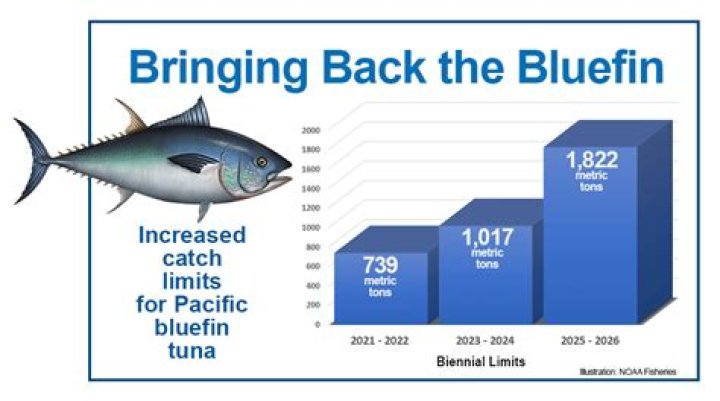 What is the population of bluefin tuna?