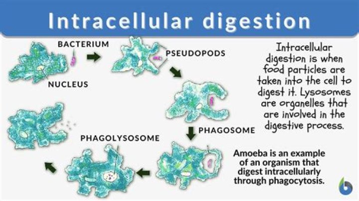 What is the process of extracellular digestion?