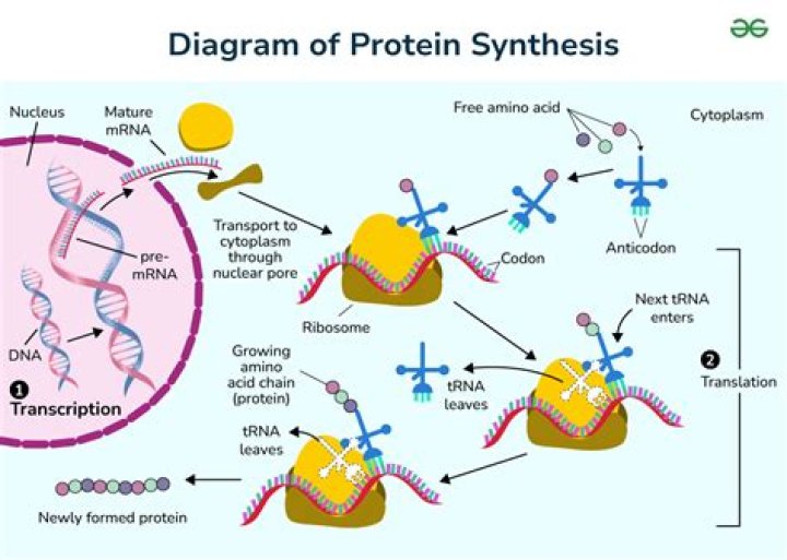 What is the protein of synthesis?