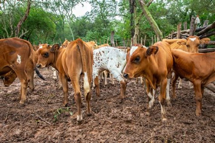 What is the purpose of cattle ranching?