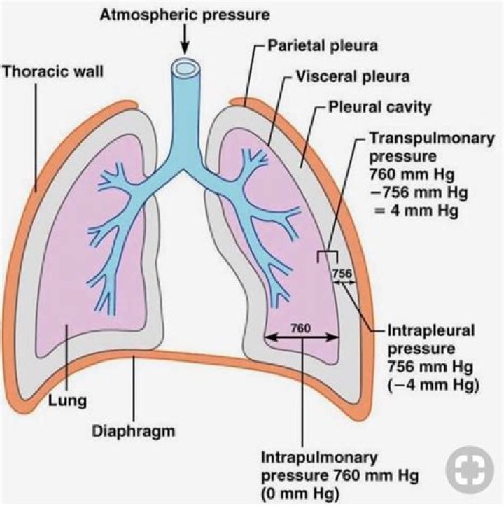 What is the purpose of the two layers of pleura?