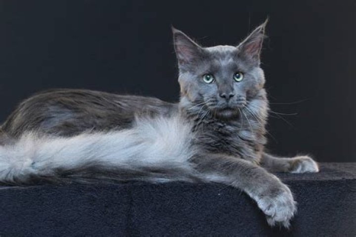 What is the rarest color of Maine Coon?
