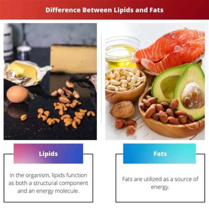 What is the relationship between fats and lipids?