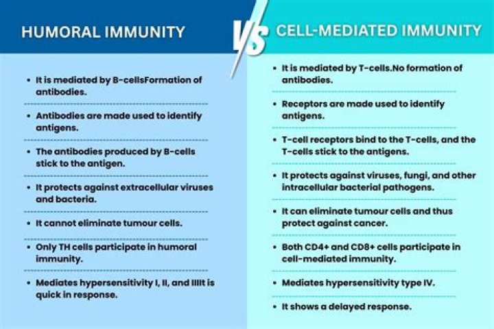 What is the relationship between humoral and cellular branches of immunity?