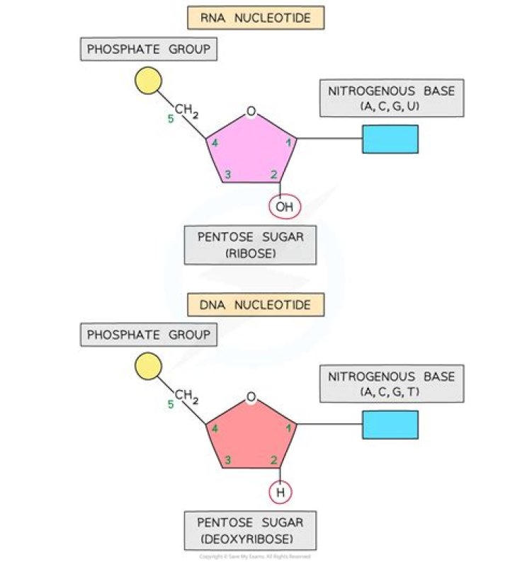 What is the relationship between nucleic acids and nucleotides?
