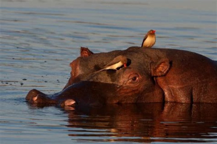What is the relationship between the oxpecker and the hippo?