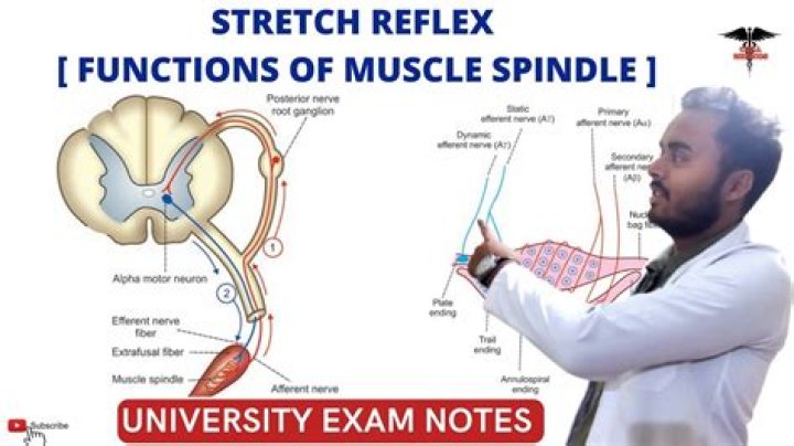 What is the response to the muscle spindle reflex?
