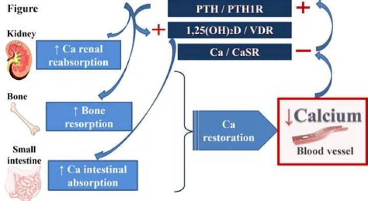 What is the role of calcium Dipicolinate?