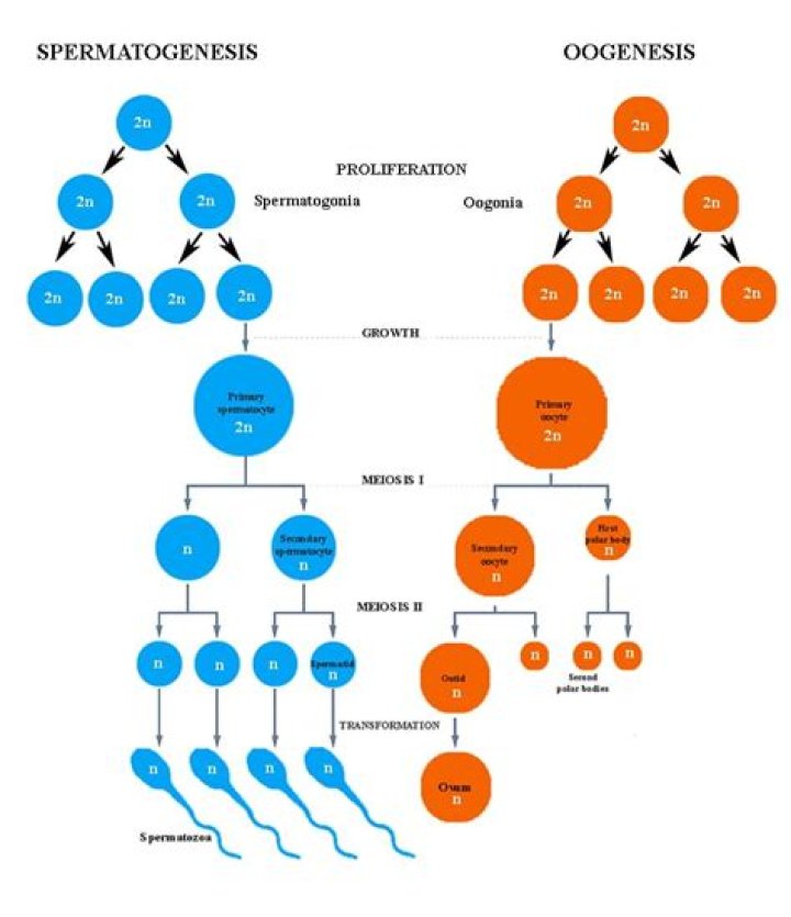 What is the role of meiosis in spermatogenesis and oogenesis?