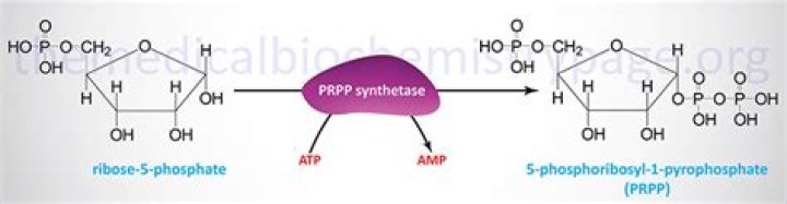 What is the role of phosphoribosyl pyrophosphate synthetase?