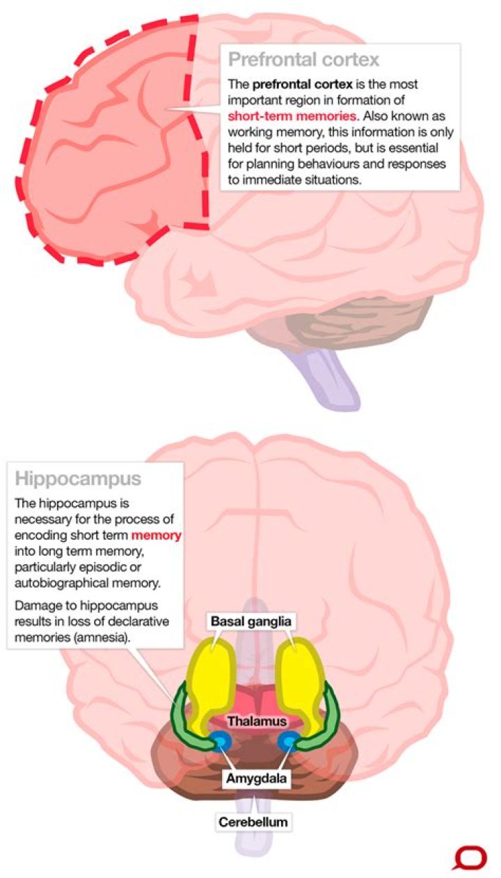 What is the role of the hippocampus and prefrontal cortex?