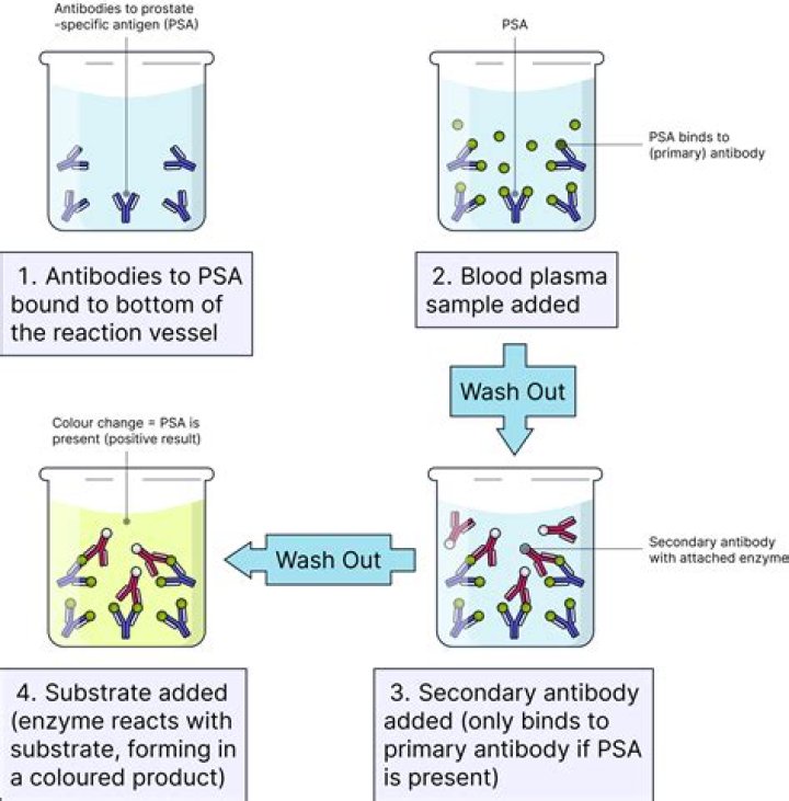 What is the role of the substrate in an ELISA test?