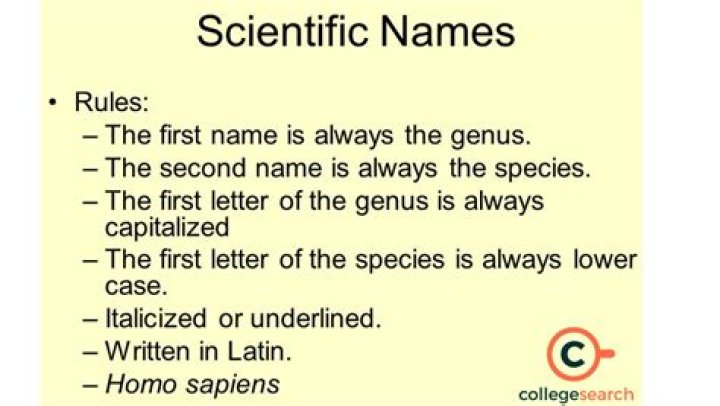 What is the scientific name of a beetle?