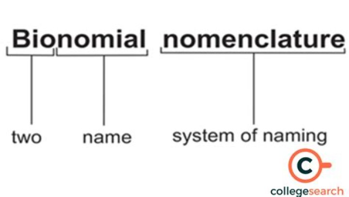 What is the scientific name of a rat in biology?