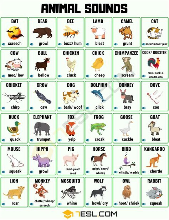 What is the sound of all animals in English?
