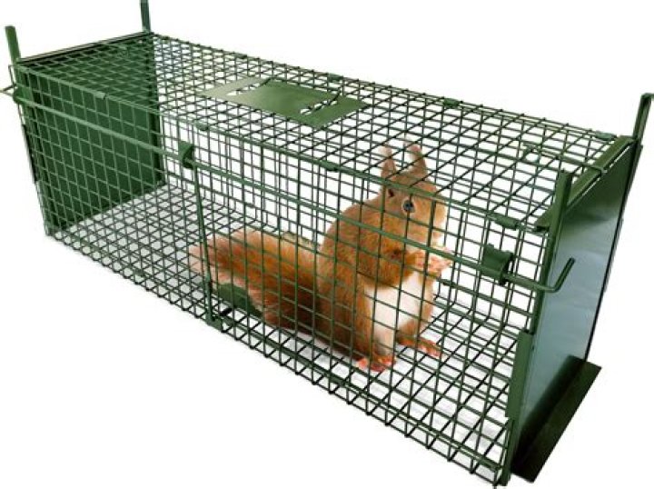 What is the strongest live animal trap?
