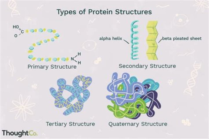What is the structure and function of proteins?