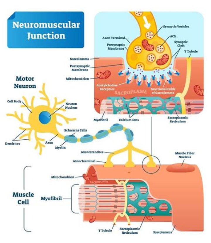 What is the structure of a neuromuscular junction?