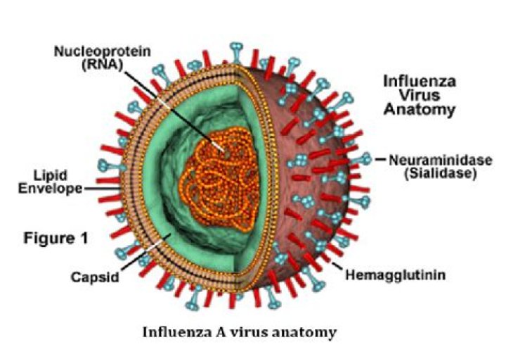 What is the structure of neuraminidase?