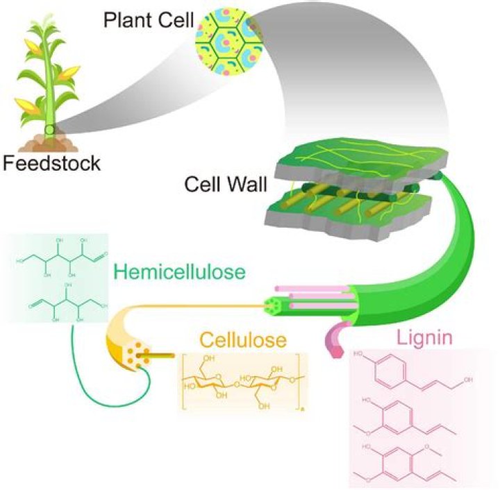 What is the substrate for cellulase?