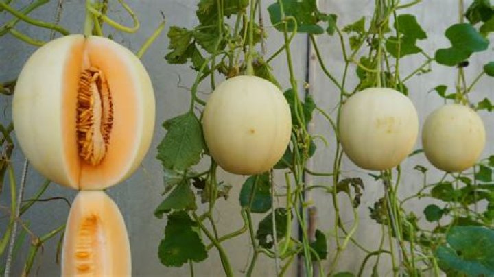 What is the sweetest honeydew melon?