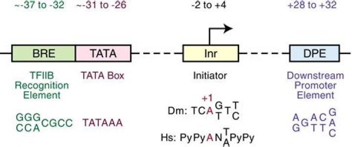 What is the TATA box?