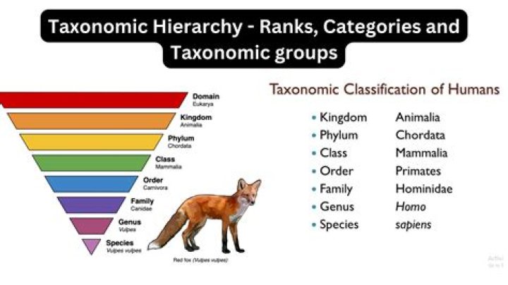 What is the taxonomic classification for humans?