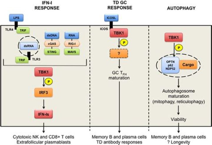 What is the TBK1 gene?