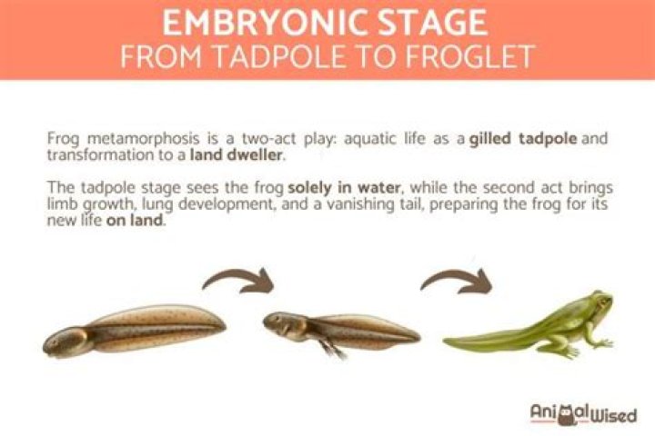 What is the transformation from tadpole to frog called?