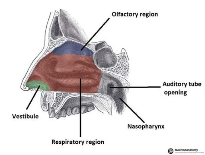 What is the vestibule in the nose?