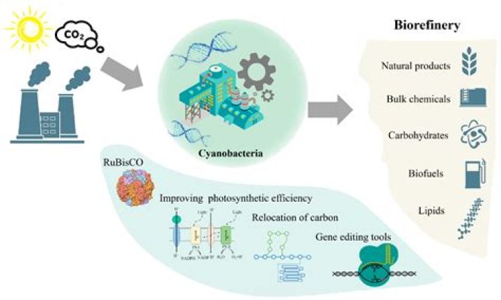 What is the waste product of cyanobacteria?