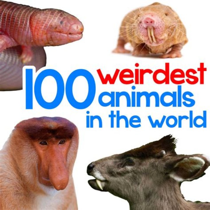 What is the weirdest animal fact?