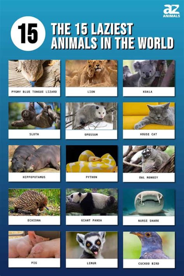 What is the world laziest animal?