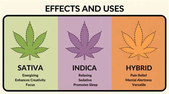 What is Theraplant sativa?
