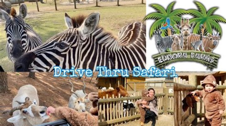 What is there to do in Salley SC?