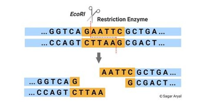 What is type1 restriction enzyme?