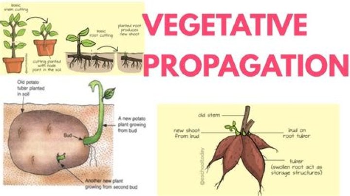 What is vegetative propagation with diagram?